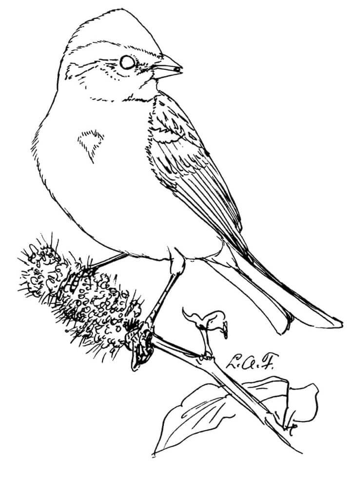 Dibujo de Gorrin Arborcola Americano para Colorear