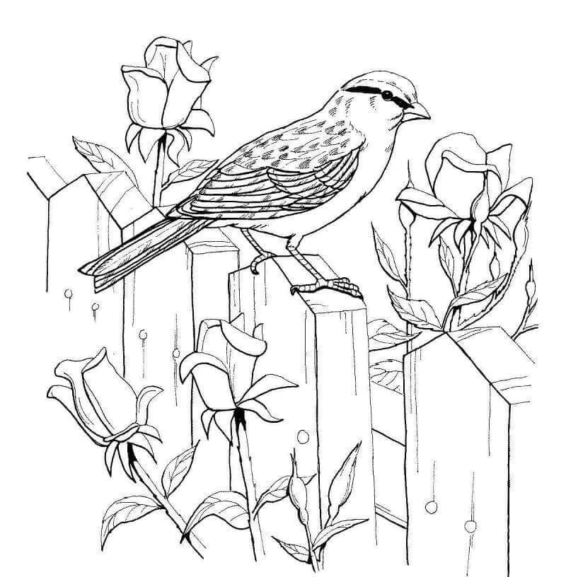 Dibujo de Gorrin Astillado en la Cerca para Colorear
