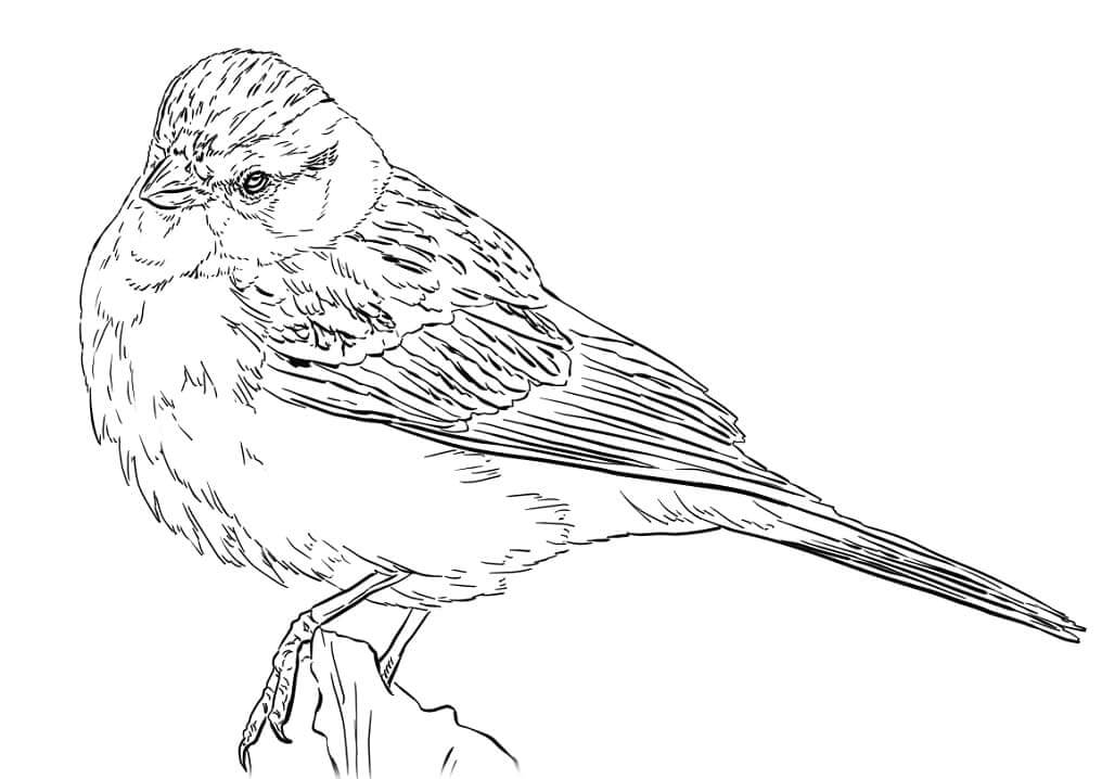 Dibujo de Gorrin Astillado para Colorear