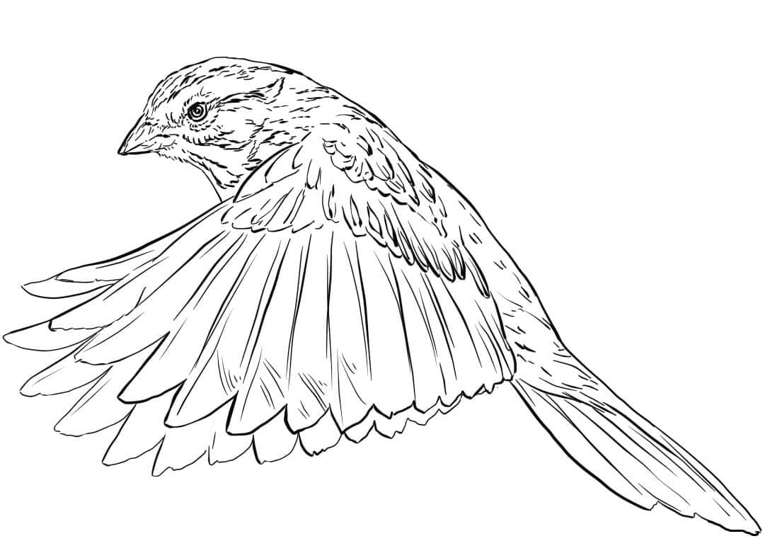 Dibujo de Gorrin Batiendo Alas para Colorear