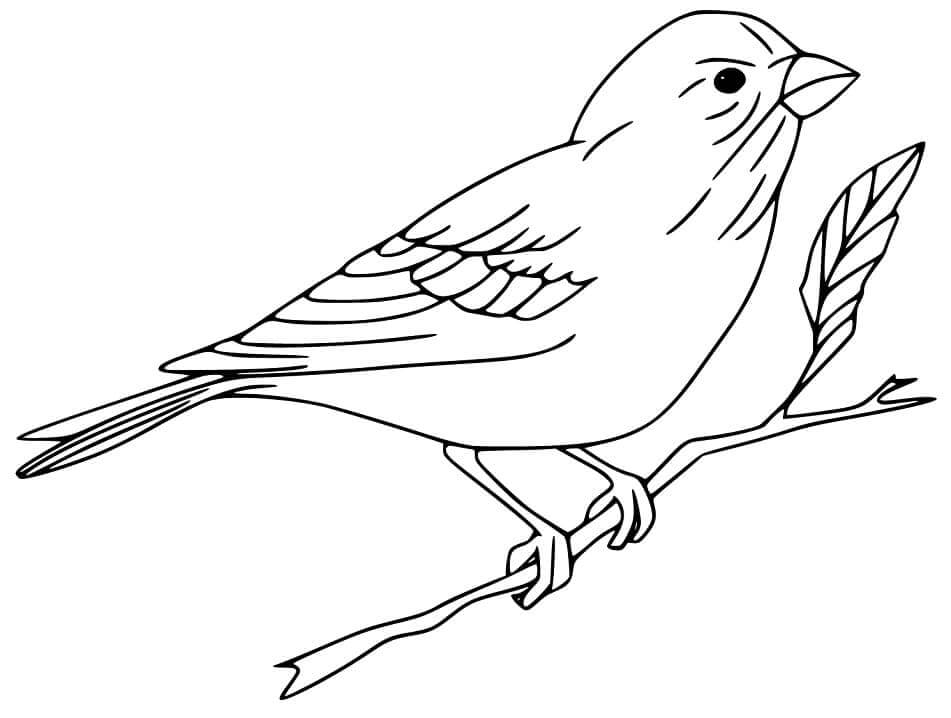 Dibujo de Gorrin Bsico para Colorear