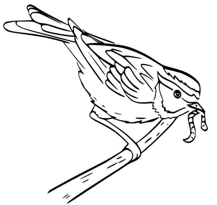 Dibujo de Gorrin Comiendo Gusano para Colorear