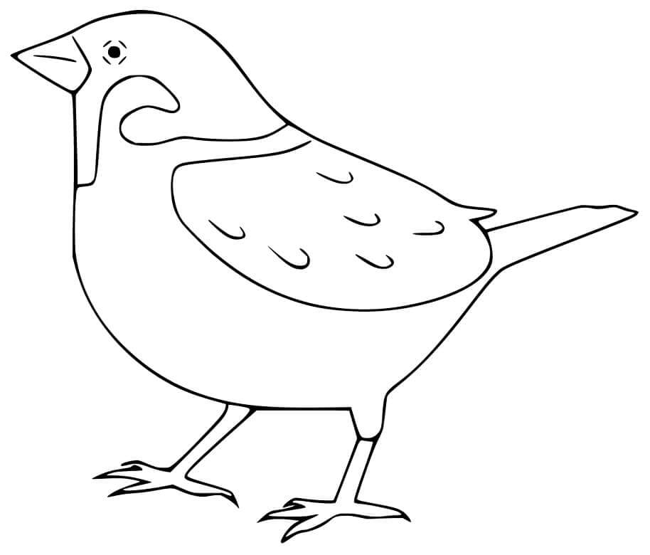Dibujo de Gorrin Fcil para Colorear