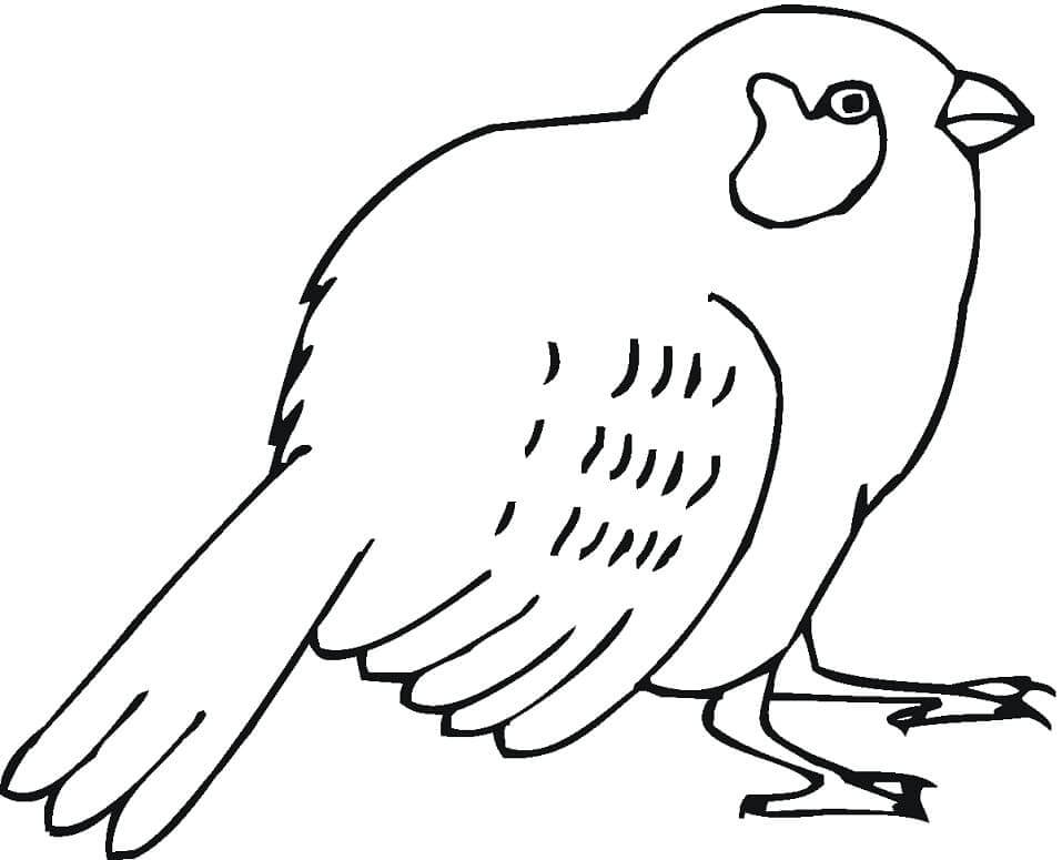 Dibujo de Gorrin Imprimible para Colorear