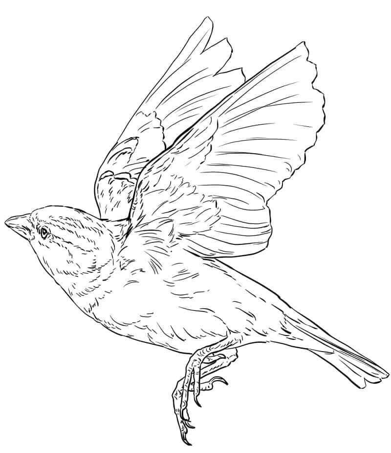 Dibujo de Gorrin Ingls Volando para Colorear