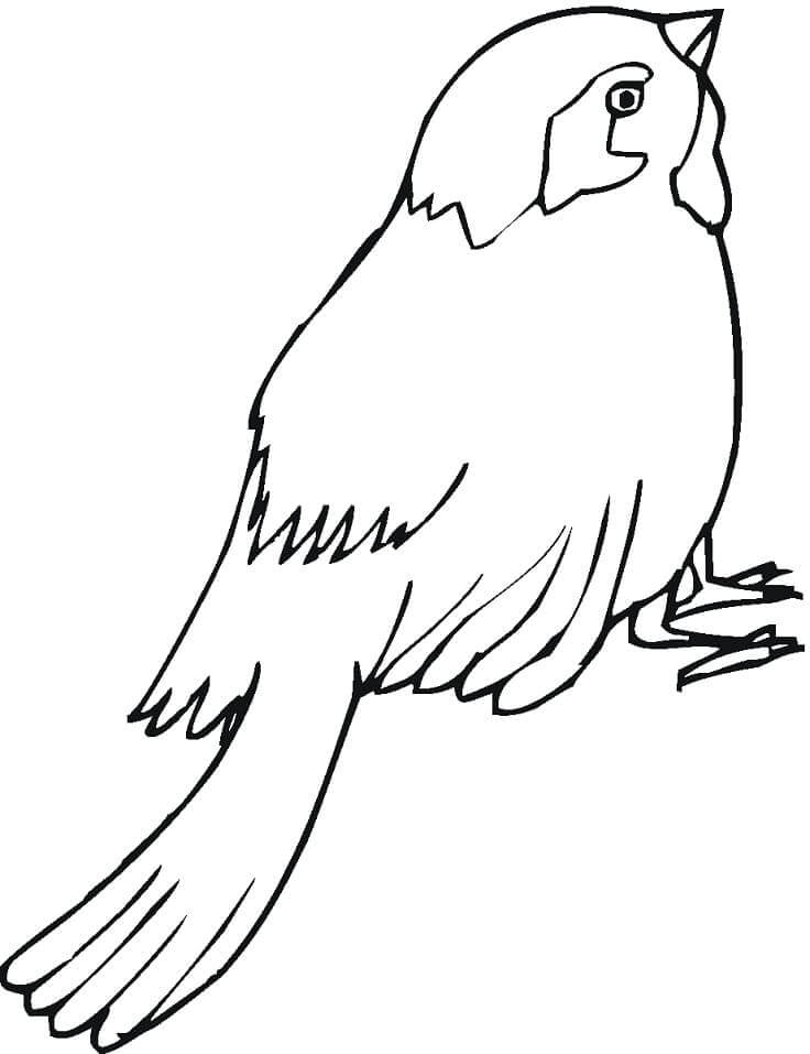 Dibujo de Gorrin Libre para Colorear