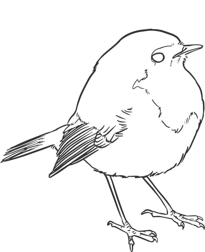 Dibujo de Gorrin Lindo para Colorear