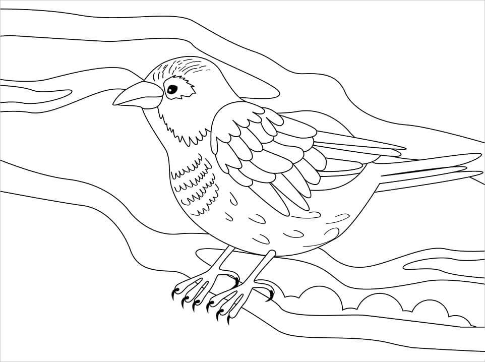 Dibujo de Gorrin Normal para Colorear