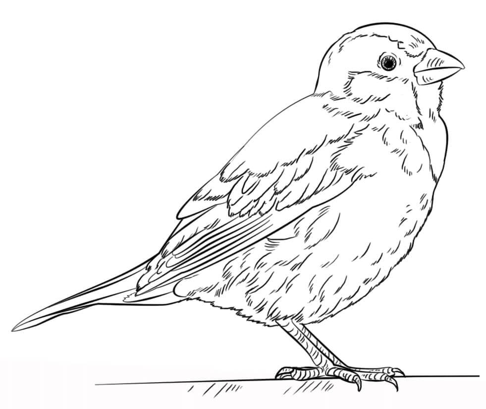 Dibujo de Gorrin Perfecto para Colorear