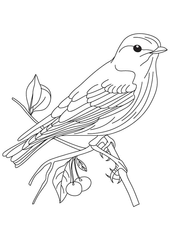 Dibujo de Gorrin Sentado en la Rama para Colorear