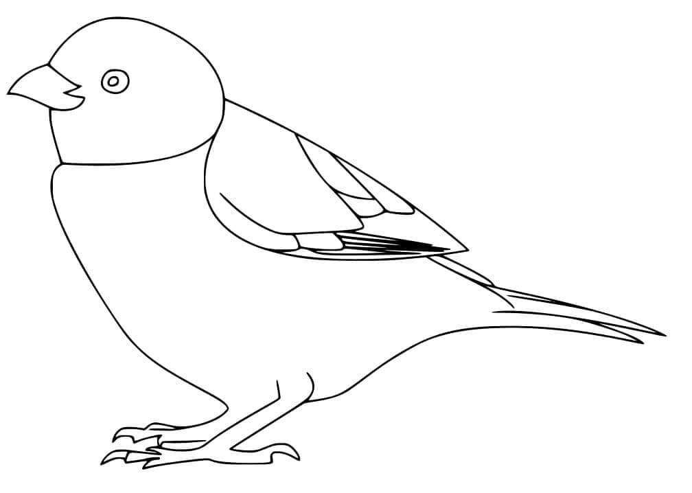 Dibujo de Gorrin Simple para Colorear