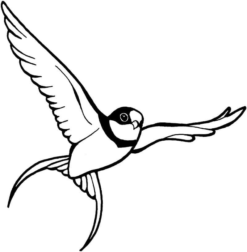 Dibujo de Gorrin Volador para Colorear