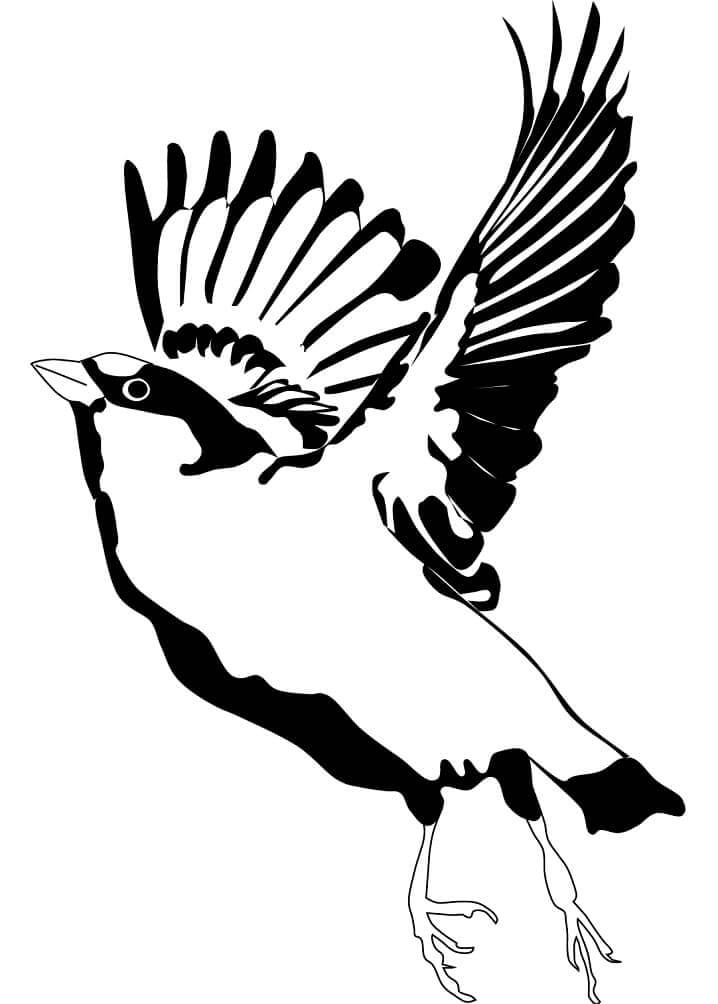 Dibujo de Gorrin Volando para Colorear