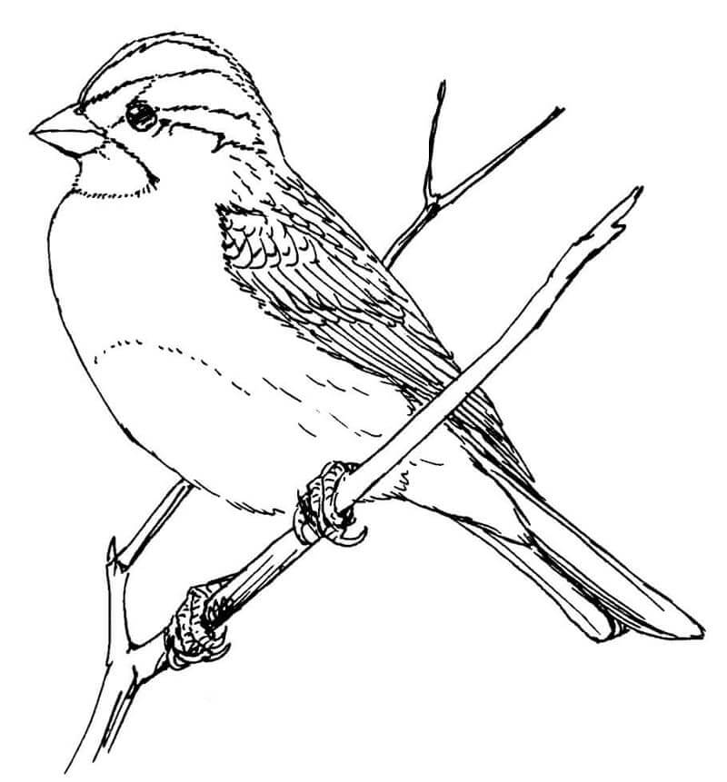 Dibujo de Gorrin de Garganta Blanca para Colorear