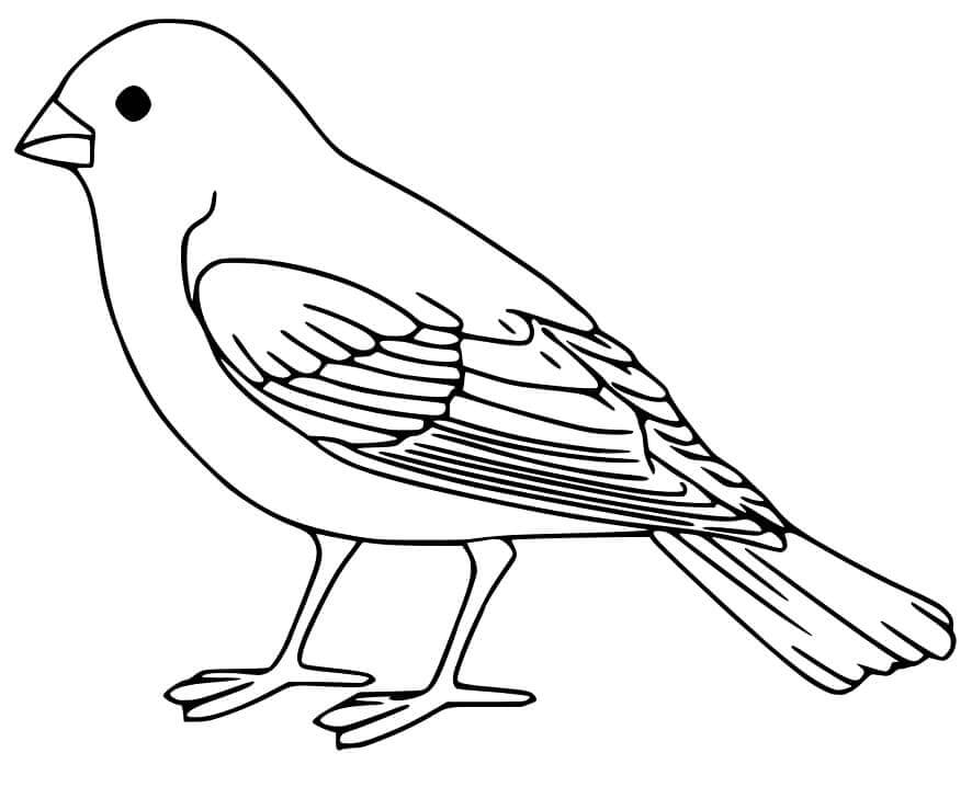 Dibujo de Gorrin de Pie para Colorear