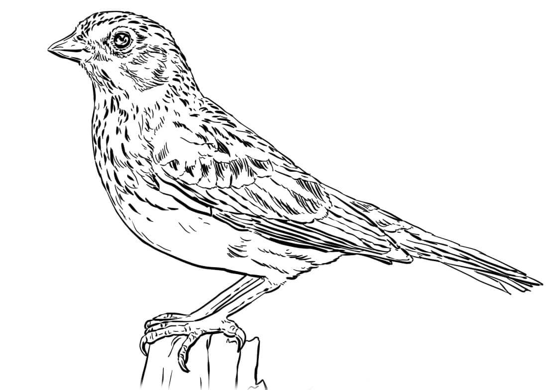 Dibujo de Gorrin de Vesper para Colorear