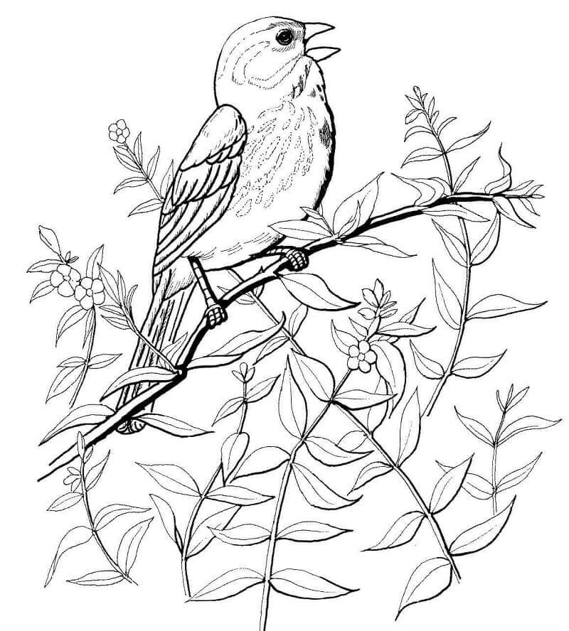 Dibujo de Gorrin de la Cancin para Colorear
