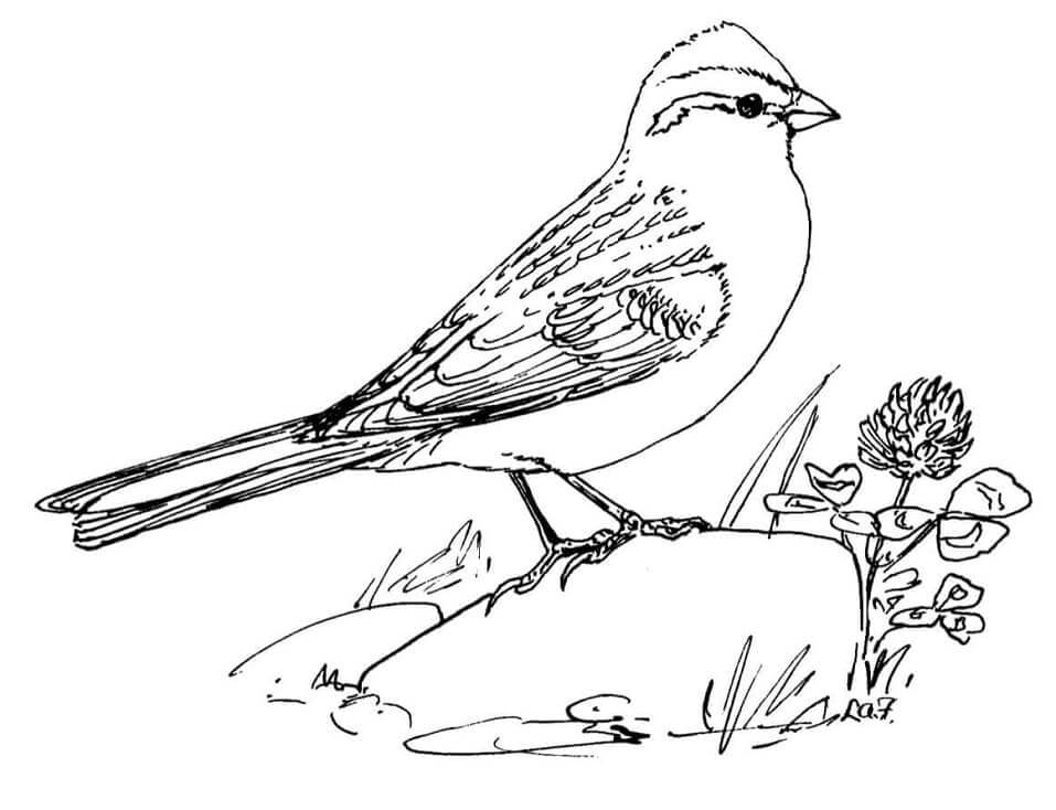 Dibujo de Gorrin en Piedra para Colorear