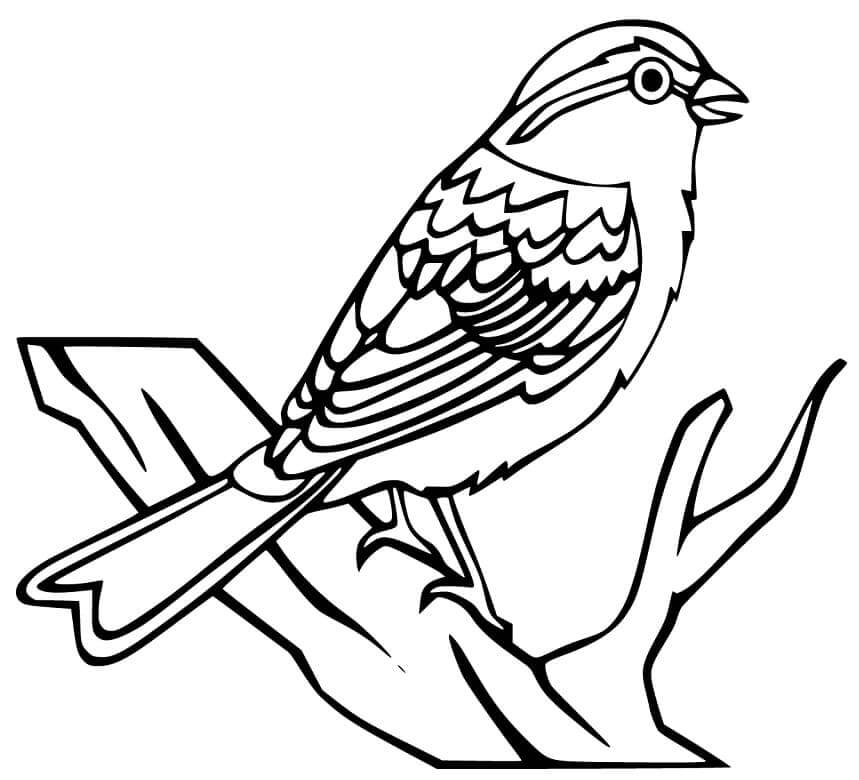 Dibujo de Gorrin en la Rama de un Rbol para Colorear