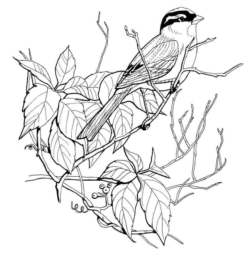 Dibujo de Gorrin en un Rbol para Colorear