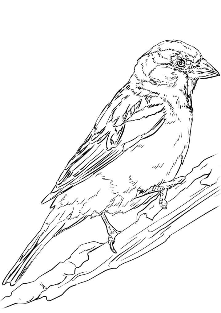 Dibujo de Gorrin para Colorear