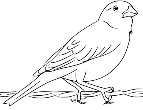 Dibujo de Hermoso Gorrin para Colorear