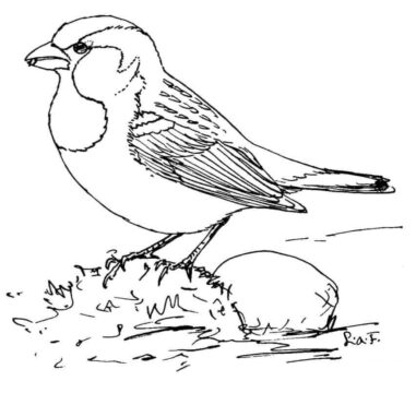 Dibujo de Lindo Gorrin 1 para Colorear
