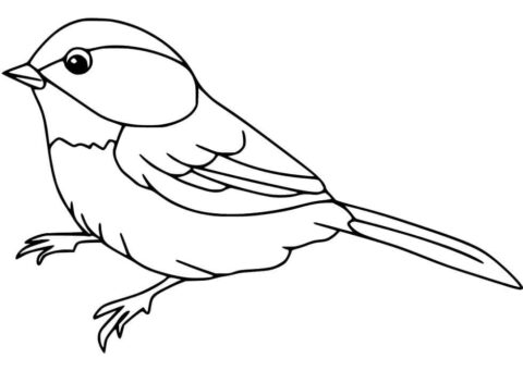 Dibujo de Pequeo Gorrin de Pie para Colorear