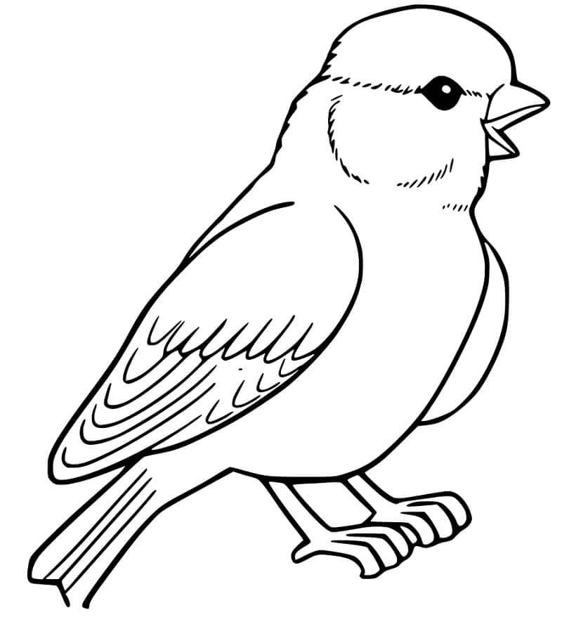 Dibujo de Pequeo Gorrin para Colorear