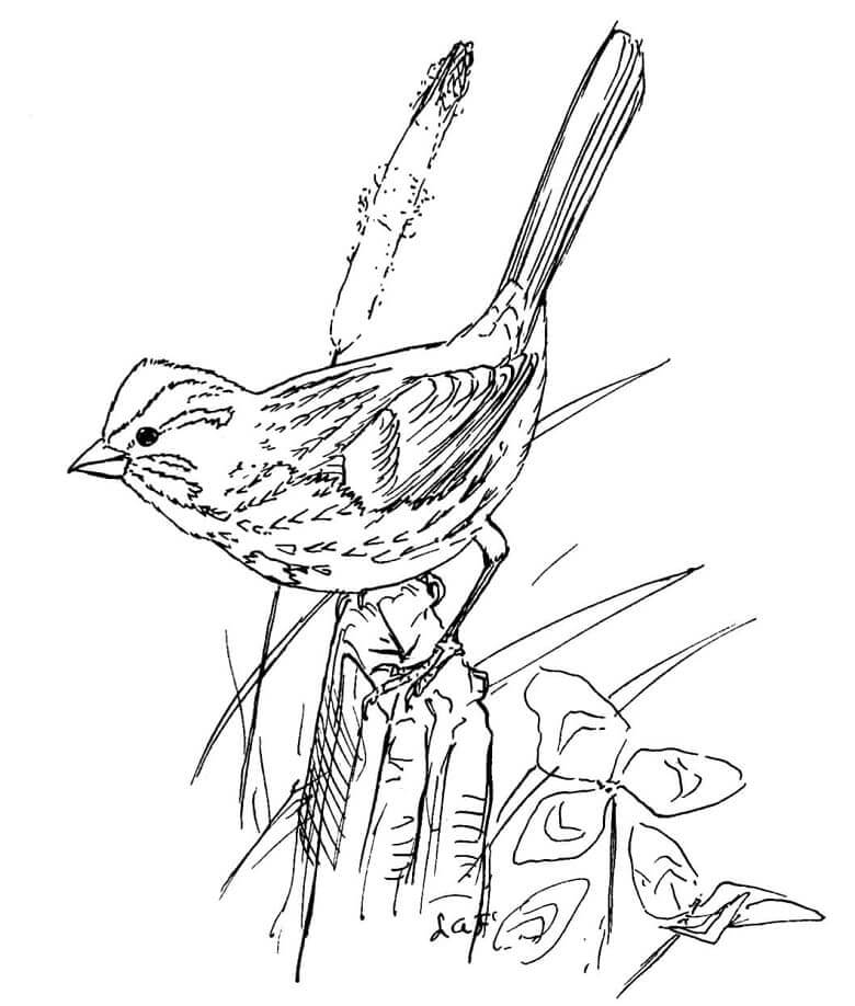 Dibujo de Pjaro Gorrin para Colorear