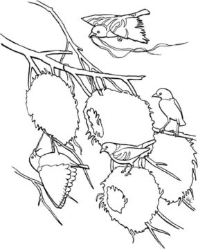 Dibujo de Pjaro Tejedor de Aldea para Colorear
