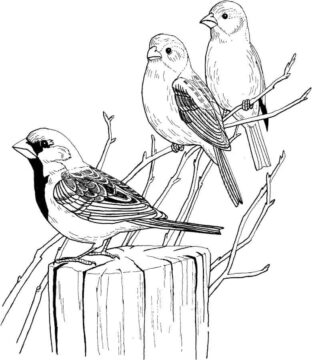 Dibujo de Tres Gorriones en Rbol para Colorear