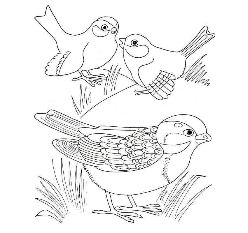 Dibujo de Tres Gorriones para Colorear
