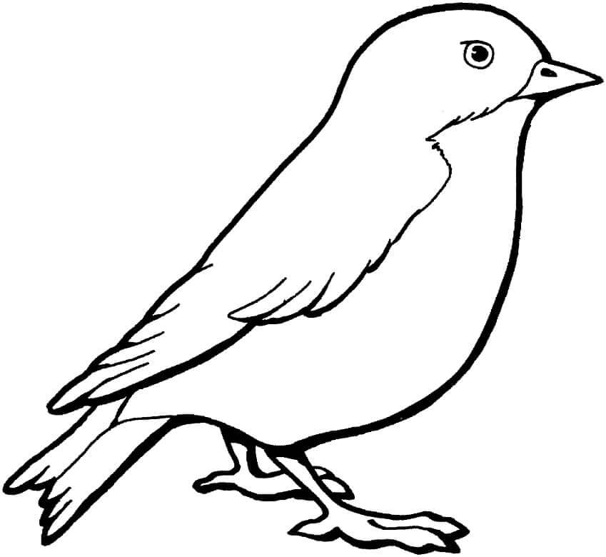 Dibujo de Un Gorrin para Colorear