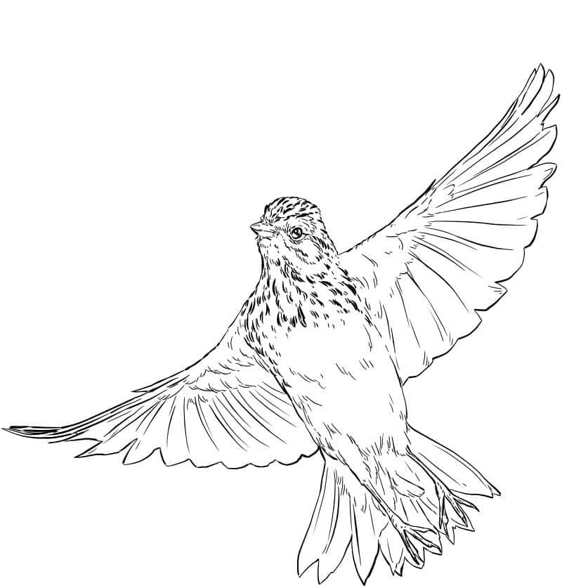 Dibujo de Vesper Sparrow Volando para Colorear