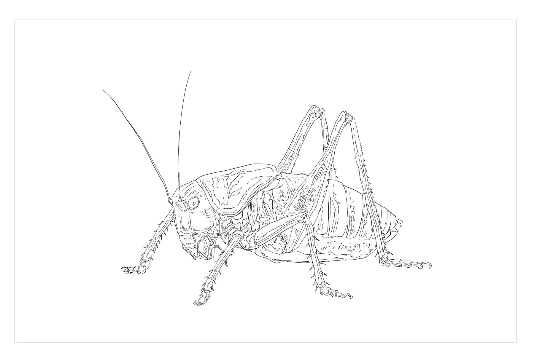 Dibujo de Cricket de Arbusto Moteado para Colorear