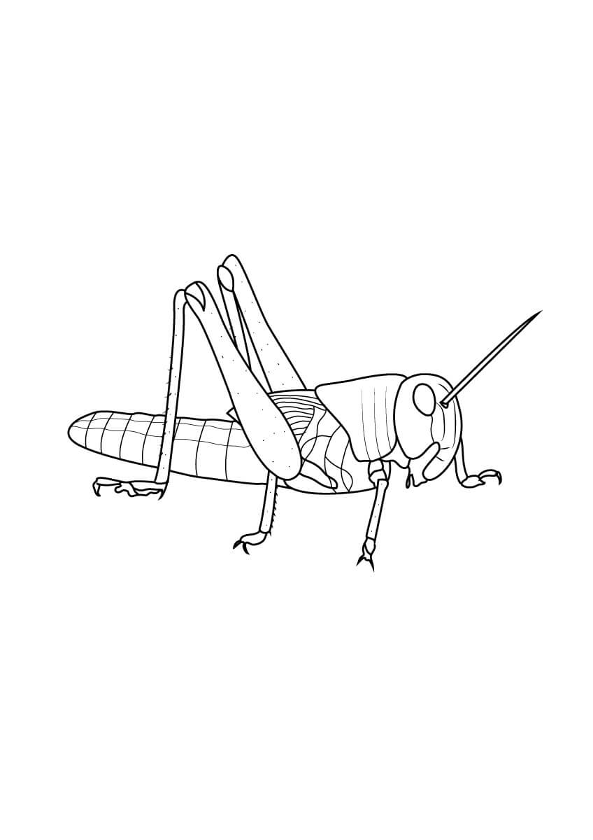 Dibujo de Gran Grillo para Colorear