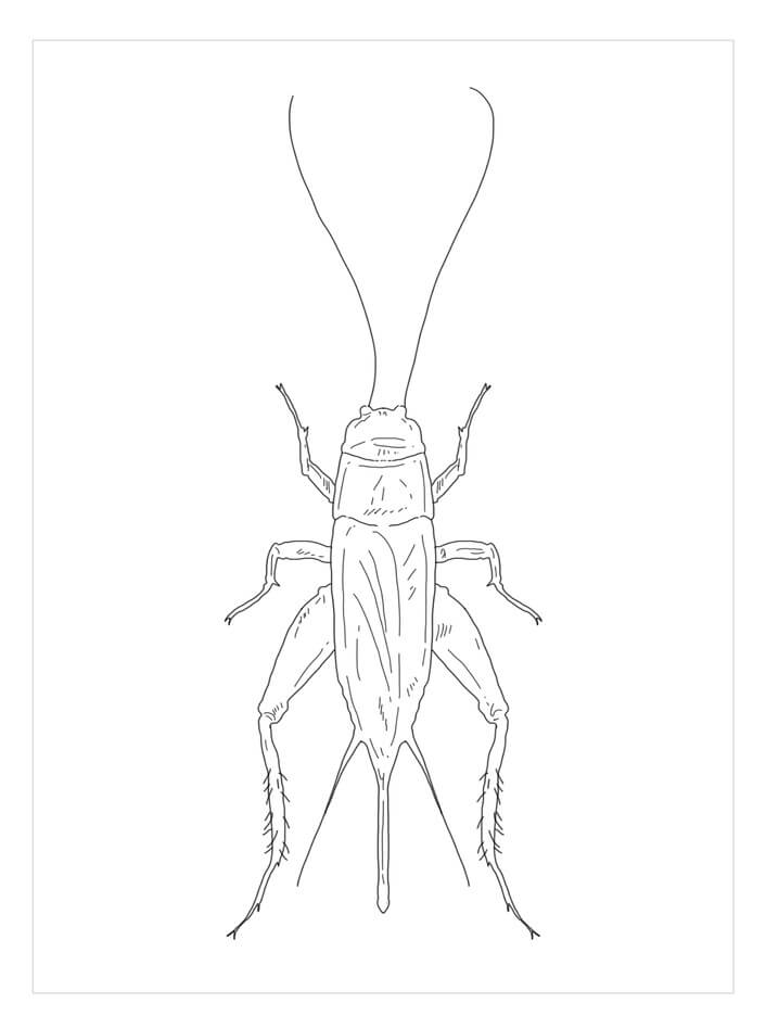 Dibujo de Grillo de Campo para Colorear