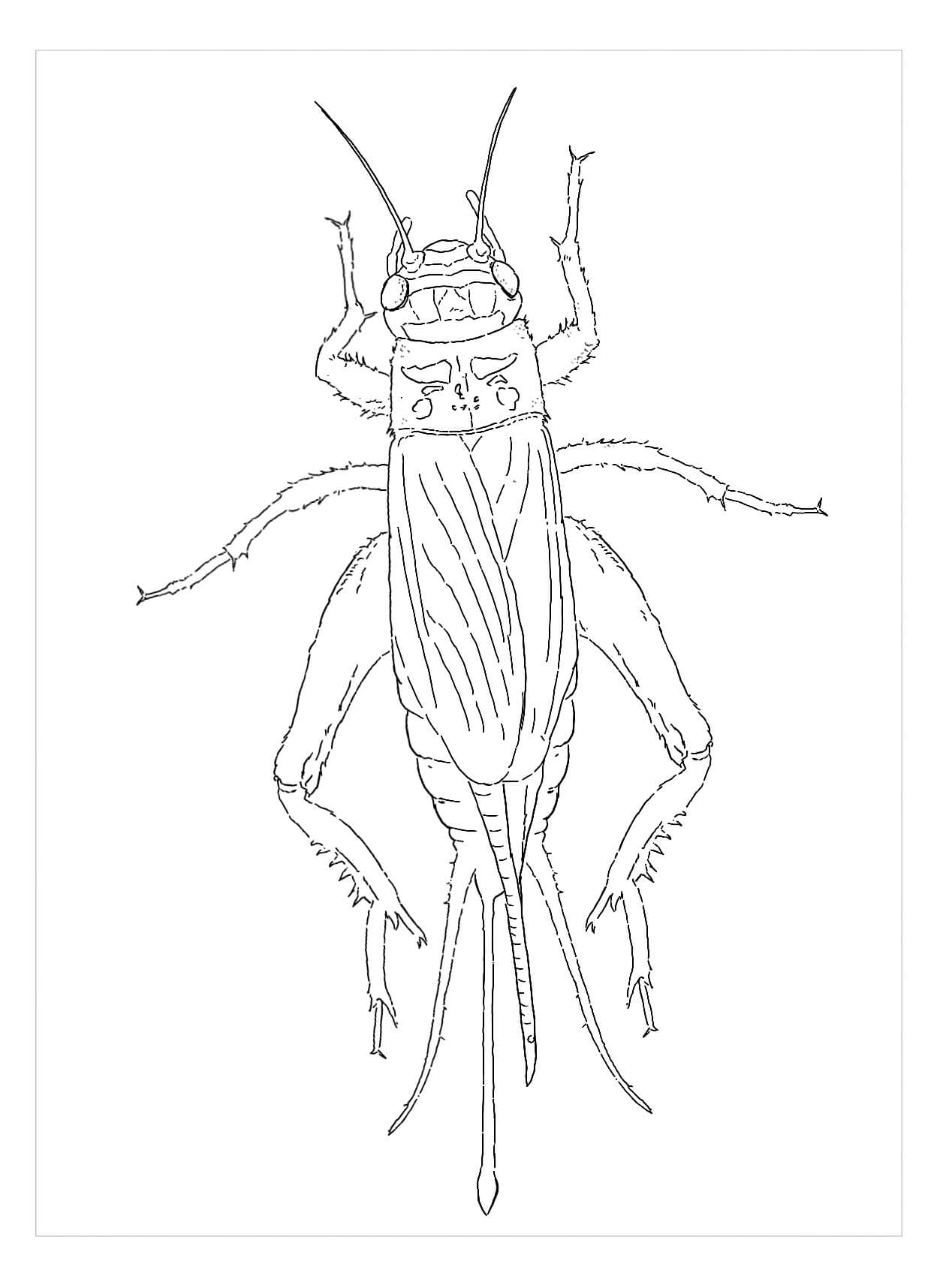 Dibujo de Grillo de la Casa para Colorear