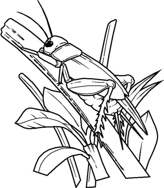Dibujo de Normal Grillo para Colorear