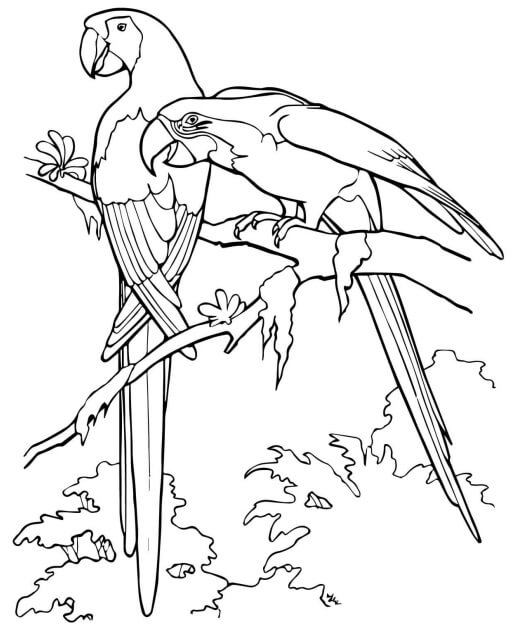 Dibujo de Dos Loros Guacamayos Escarlata para Colorear
