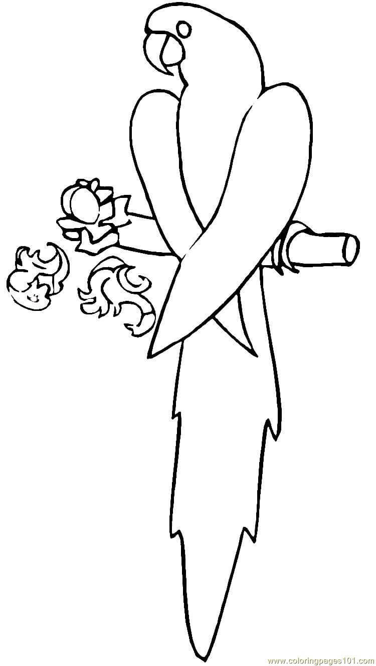 Dibujo de Guacamaya Azul para Colorear