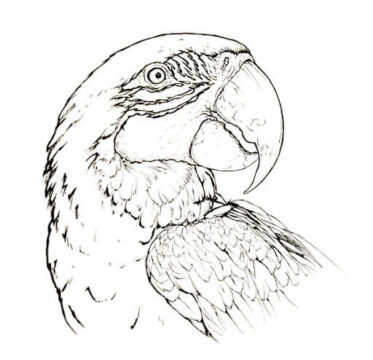 Dibujo de Guacamayo para Colorear