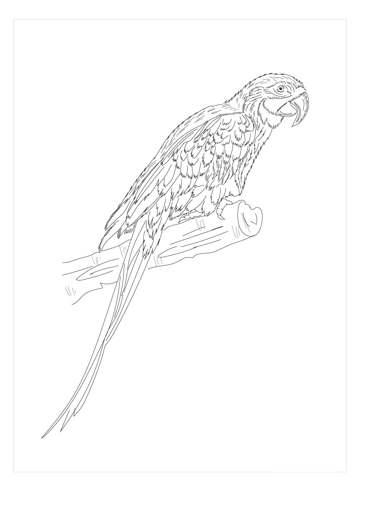 Dibujo de Guacamayo Azul y Amarillo para Colorear