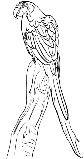 Dibujo de Guacamayo Bsico en Rama para Colorear