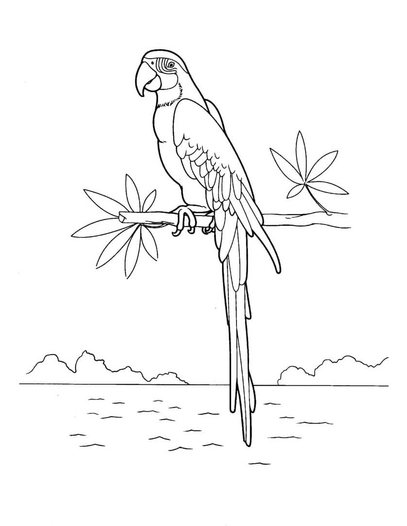 Dibujo de Guacamayo Encaramado en la Cima de un Rbol Cerca de la Orilla del Ro para Colorear