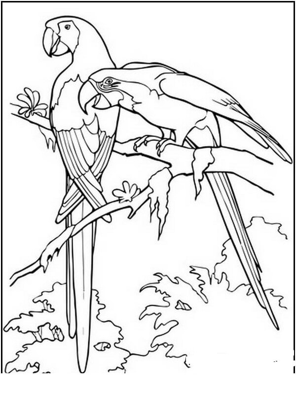 Dibujo de Guacamayo Guacamayo para Colorear