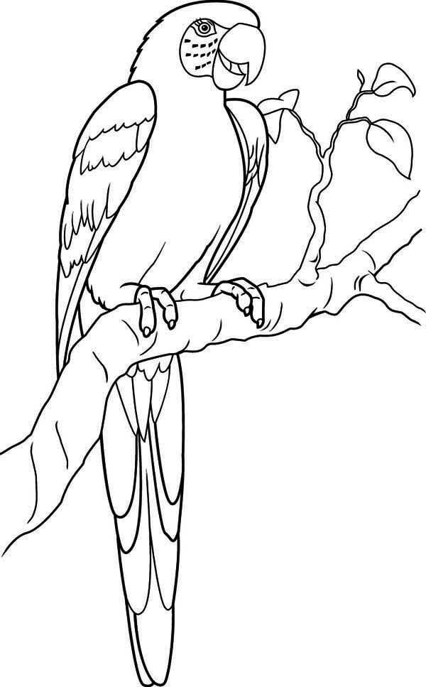 Dibujo de Guacamayo Impresionante para Colorear
