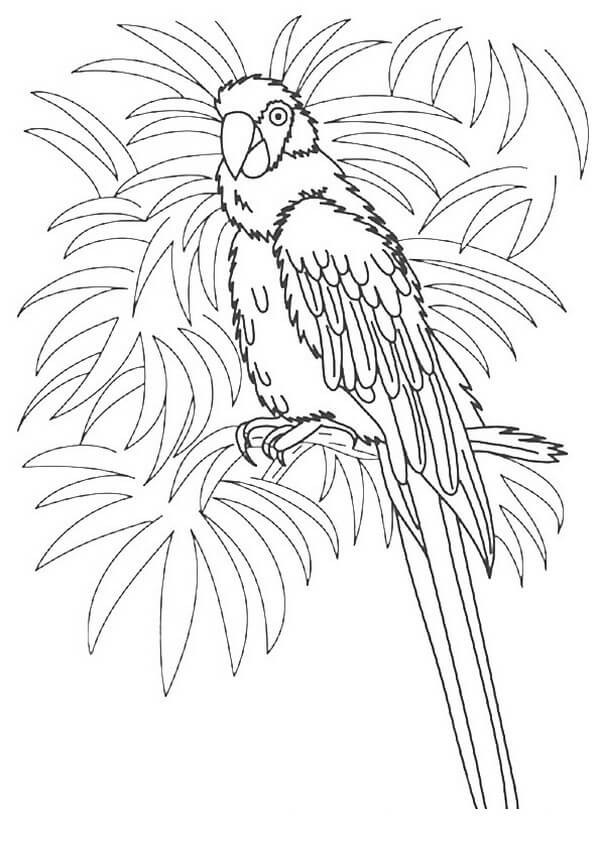 Dibujo de Guacamayo Imprimible para Colorear
