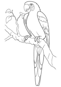 Dibujo de Guacamayo Jacinto en una Rama para Colorear